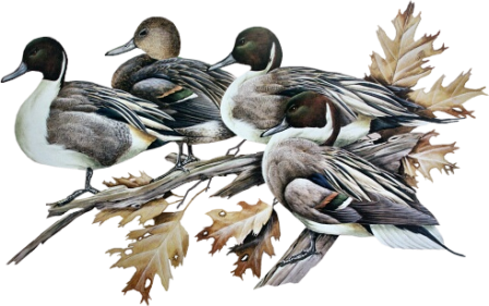 őszi állatok_200.png